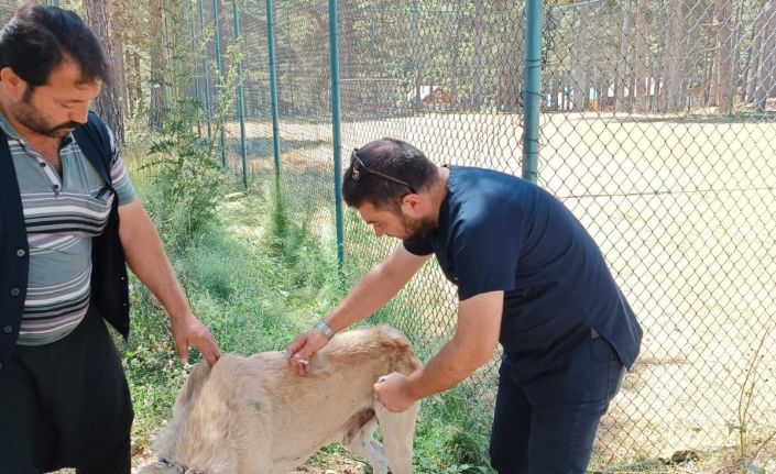 Osmaniye’de, yaylalardaki yaralı sokak hayvanları tedavi edildi