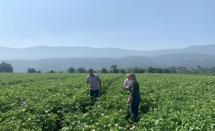 Patates tarlalarında mildiyö alarmı