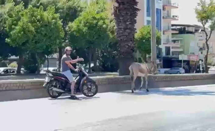 Sahipsiz eşek araç sürücülerine zor anlar yaşattı