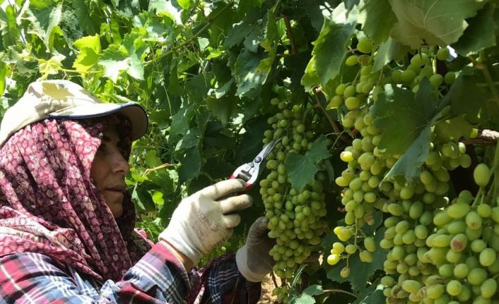 Sarıgöl’de doludan zarar gören üzüm salkımları ayıklanıyor