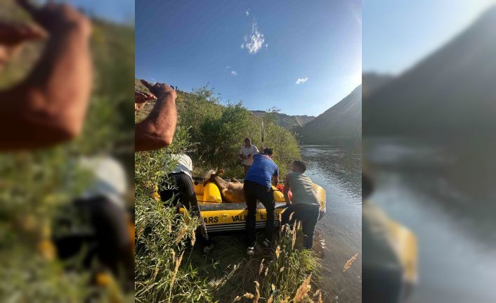 Sarıkamış’ta Aras Nehri’ne düşen büyükbaş hayvan kurtarıldı