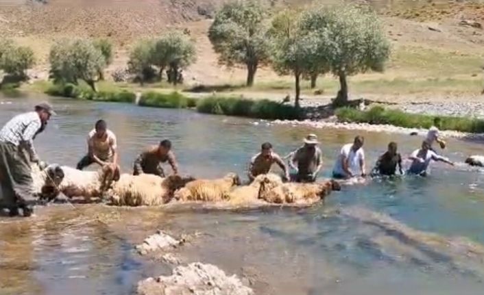 Siirt’te yıllardır kuzu yıkama günü gerçekleştiriliyor