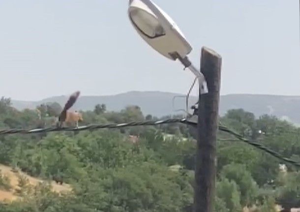 Sincaptan elektrik direğinde akrobasi