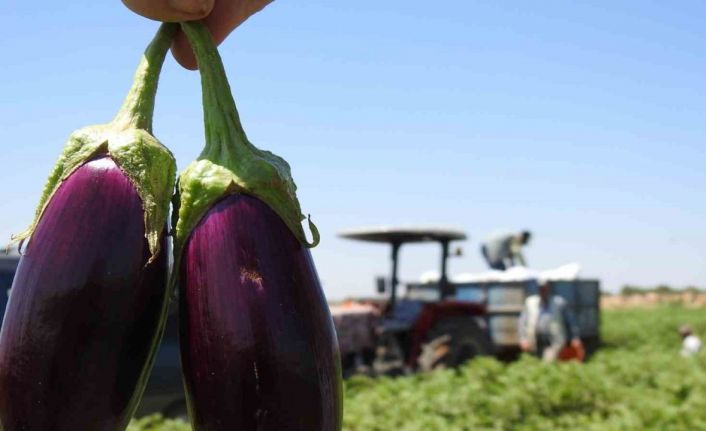 Sınırın sıfır noktasında patlıcan hasadı başladı