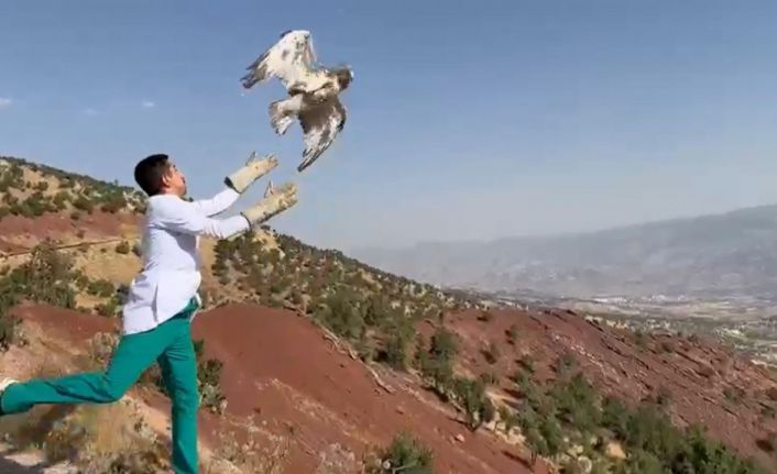 Şırnak’ta tedavileri tamamlanan ’yılan kartalı’ ve ’kızıl şahin’ doğaya bırakıldı