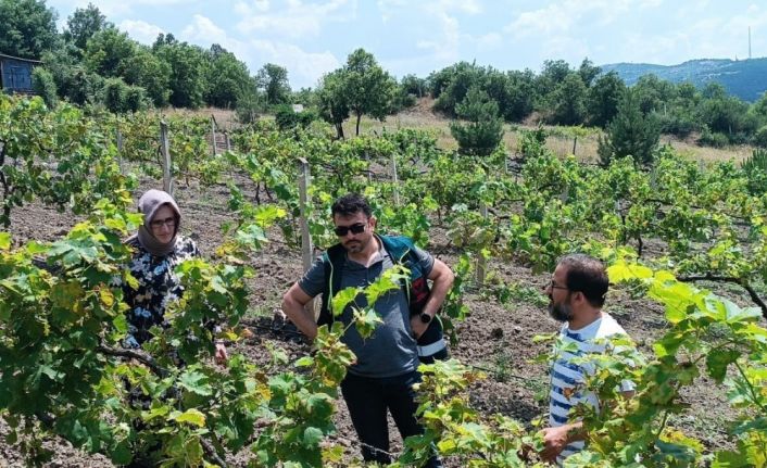 Tavşanlı ilçesinde hastalık ve zararlı kontrolü yapıldı