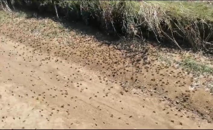 Tekirdağ Valiliğinden "çekirge" açıklaması