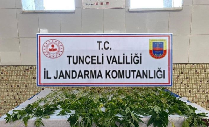 Tunceli’de 227 kök kenevir ele geçirildi