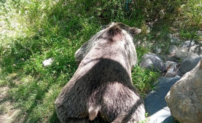 Tunceli’de aracın çarptığı ayı telef oldu