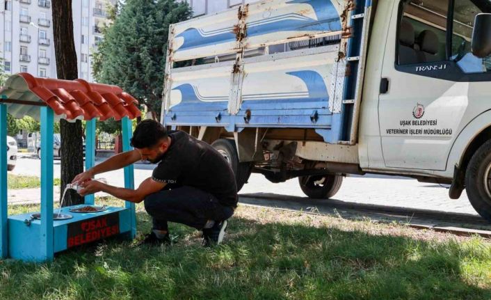 Uşak Belediyesi yaz aylarında sokak hayvanları unutmadı