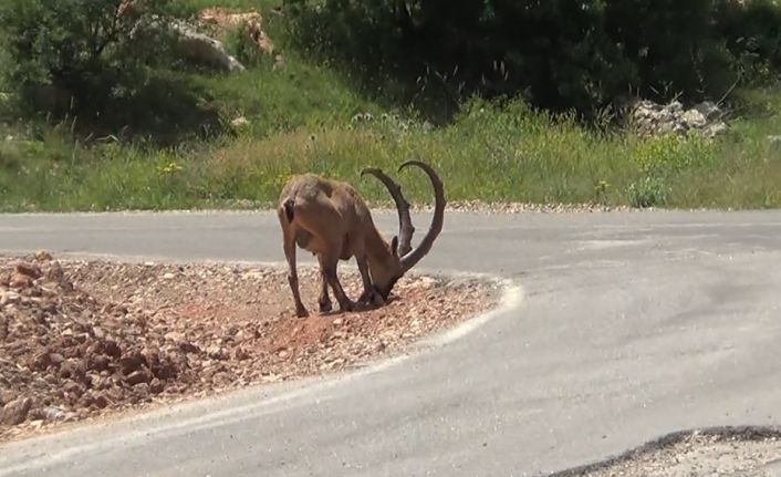 Yaban keçileri ’tuz’ için karayoluna iniyor