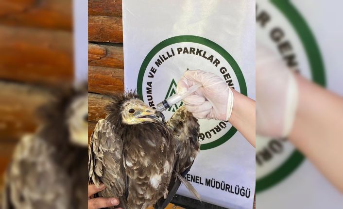 Yaralı Akbaba ve Kızıl Şahin Kars’ta tedavi altına alındı