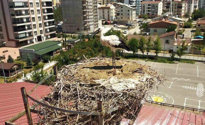 Yavru leylek için kendisini tehlikeye attı