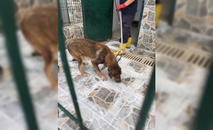 Yaylada ölüme terk edilen köpekler koruma altına alındı