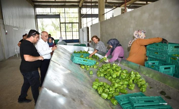 Yenişehir biberi yeni yatırımlarla dünyaya pazarlanıyor