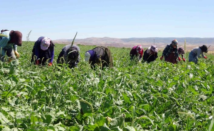 Yozgat’ta mevsimlik tarım işçileri şeker pancarı tarlalarında rızıklarını çıkarıyor