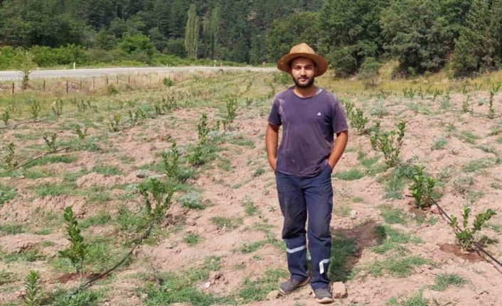 Ziraat Mühendisi 7 dekar tarlayı kendi imkanlarıyla aronya bahçesine çevirdi