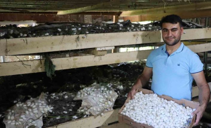 20 metrekare alanda 40 kilo yetişiyor: Kilosu 400 TL