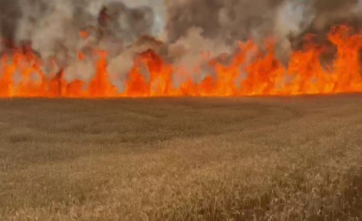 3 bin dönümlük buğday tarlası kül oldu