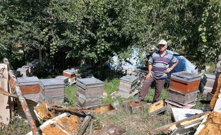 Aç kalan ayı köye indi: Kovanlardaki arıları telef etti