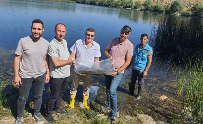 Altıntaş’ta baraj ve göletlere 150 bin yavru sazan balığı bırakıldı
