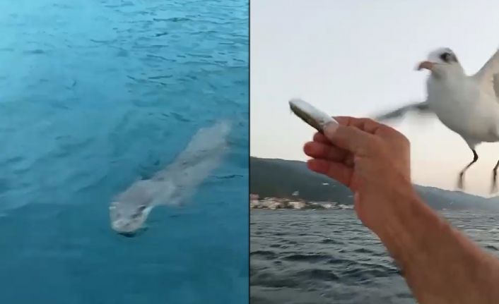 Amatör balıkçı su samurundan sonra martıları da elleriyle besledi