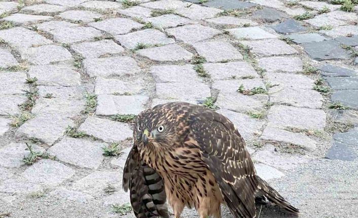 Artvin’de yaralı atmaca tedavisi için Milli Parklar yetkililerine teslim edildi