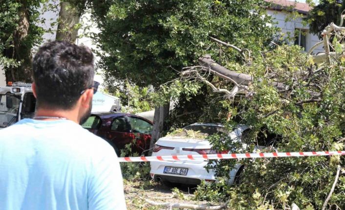 Asırlık çınar ağacının kırılan dalı 5 araçta hasara yol açtı