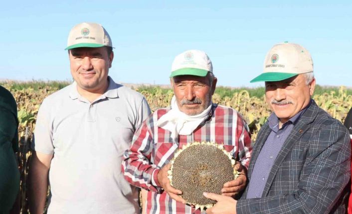 Ay çekirdeğinin kalbinde hasat başladı