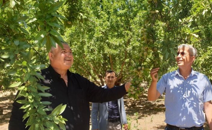 Badem üreticileri Cumhurbaşkanından müjde bekliyor