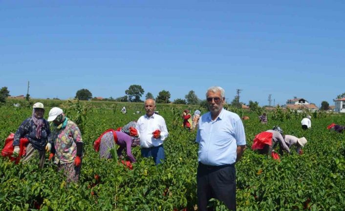 Bafra Ovası’nda kapya biber hasadı başladı