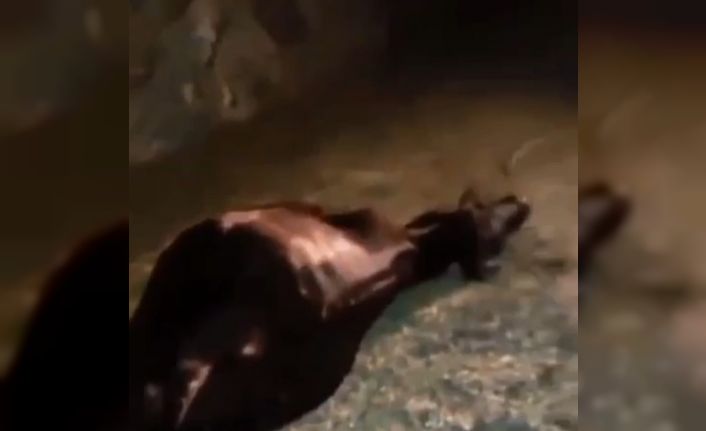 Batman’da hafif ticari aracın çarptığı iki inek telef oldu