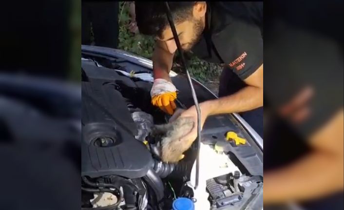 Bingöl’de otomobilin motor kısmına giren yavru kediyi itfaiye çıkardı