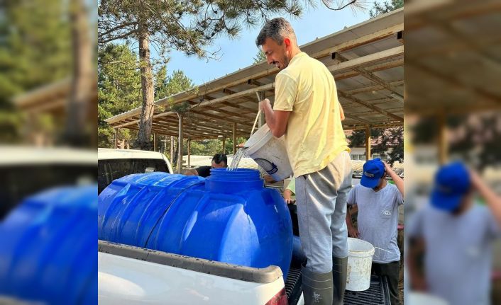 Bolu’da yavru pullu sazan balığı üretimi devam ediyor