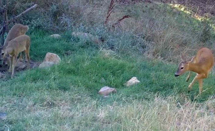 Bozkırın yaban hayatı fotokapanda: Vaşak, karaca, su samuru görüntülendi