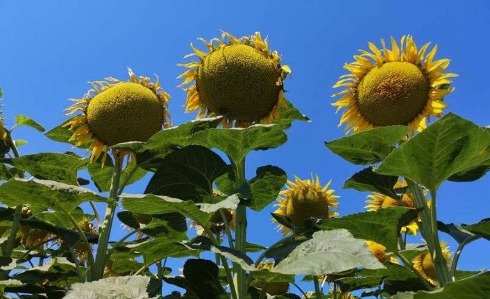 Çanakkale’de Ayçiçeği Tarla Günü düzenlendi