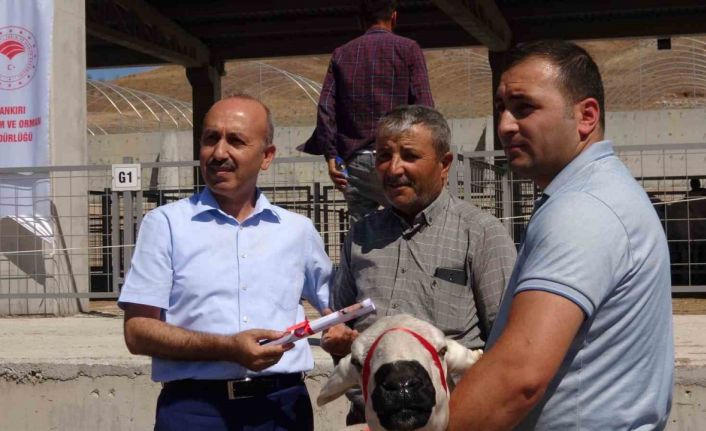 Çankırı’da üreticilere 110 adet koç dağıtıldı
