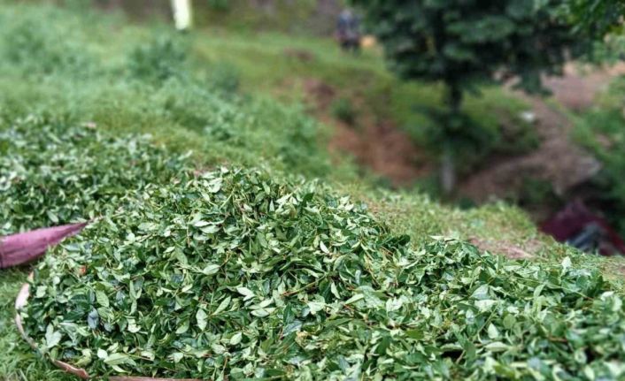Çay toplamaya gidenleri taşıyan kamyonet şarampole uçtu: 3 yaralı
