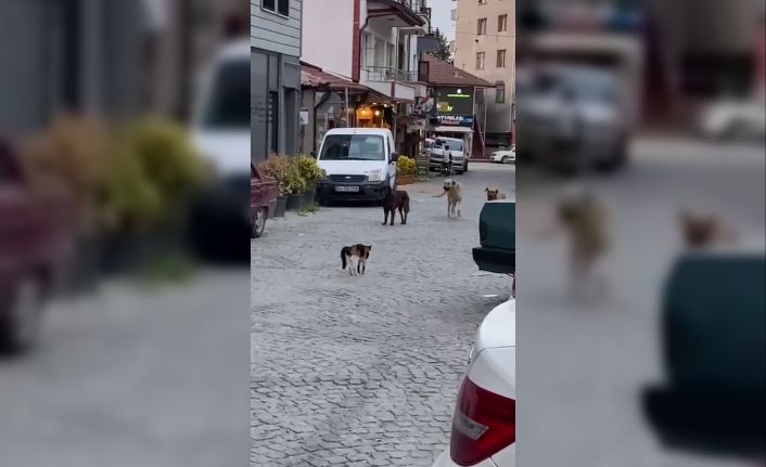 Cesur kedi boyundan büyük 3 köpeğe kafa tutup sokaktan geçirmedi