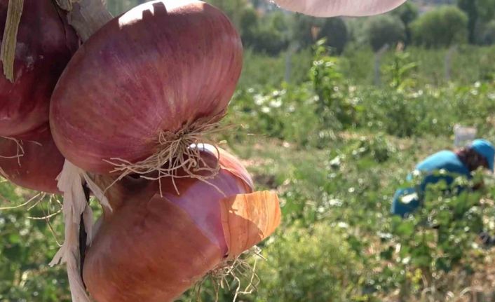 Coğrafi işaretli ’Kılıçlar soğanı’nın hasadı başladı