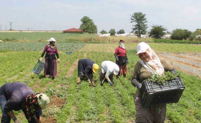 Edirne’de ev hanımları tarlalarda rızıklarını çıkarıyor