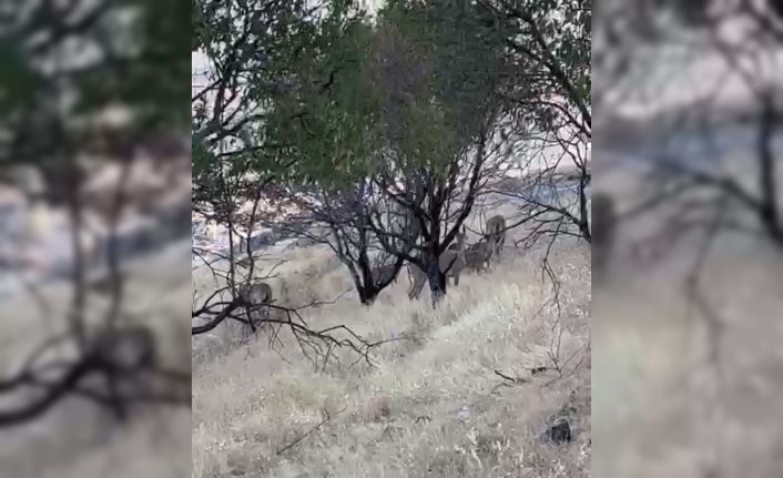 Elazığ’da dağ keçileri sürü halinde görüntülendi