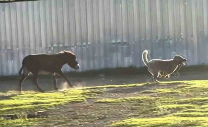 Eşeğin köpeği kovalaması sosyal medyada viral oldu