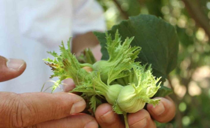 Fındık üreticisine ’erken hasat’ uyarısı: Zararı 240 milyon TL