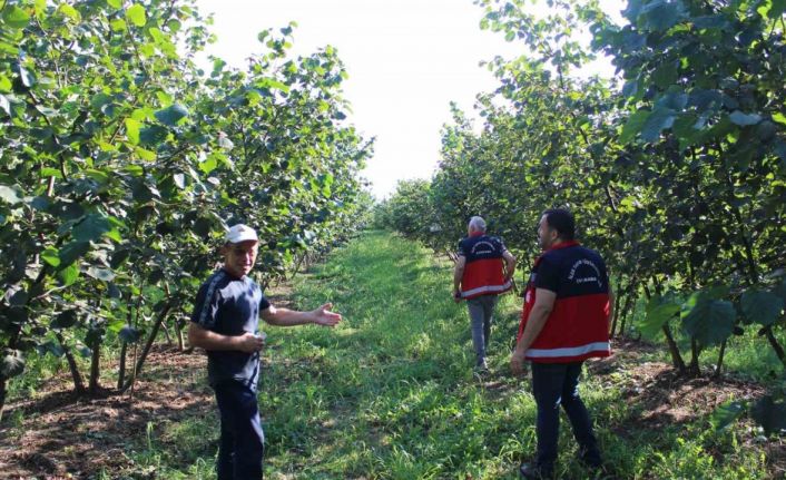 Fındıkta kahverengi ve yeşil kokarca uyarısı