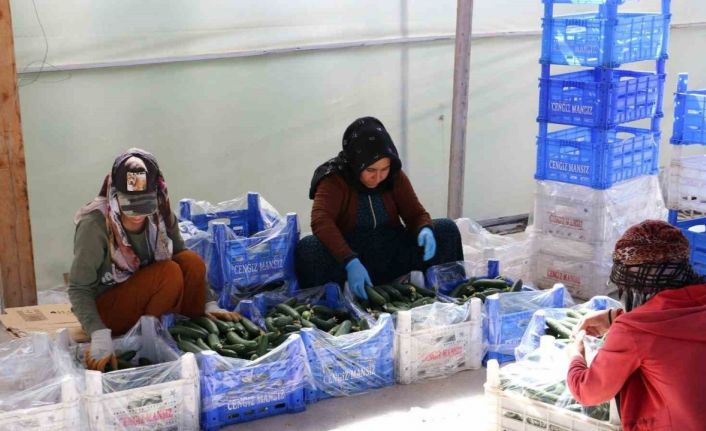 Genç girişimciler Erzincan’da tarıma yatırım yapıyor
