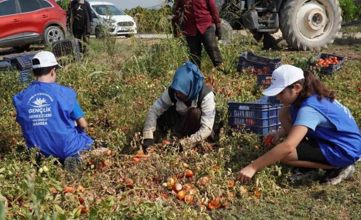 Gönüllü gençler domates tarlasında hasat yaptı