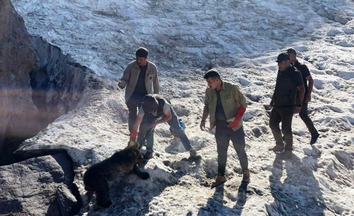 Hakkari’de kafası tenekeye sıkışan yavru ayı DKMP ekipleri tarafından kurtarıldı