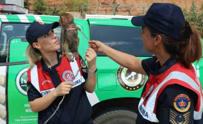 Jandarma, denetim yaptığı otobüste "örümcek maymunu" ele geçirdi