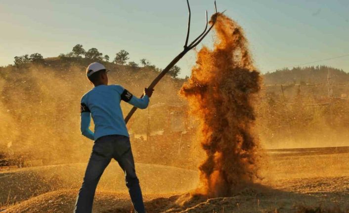 Kahramanmaraş’ta buğday hasadı hem geleneksel hem de teknolojik yöntemlerle başladı